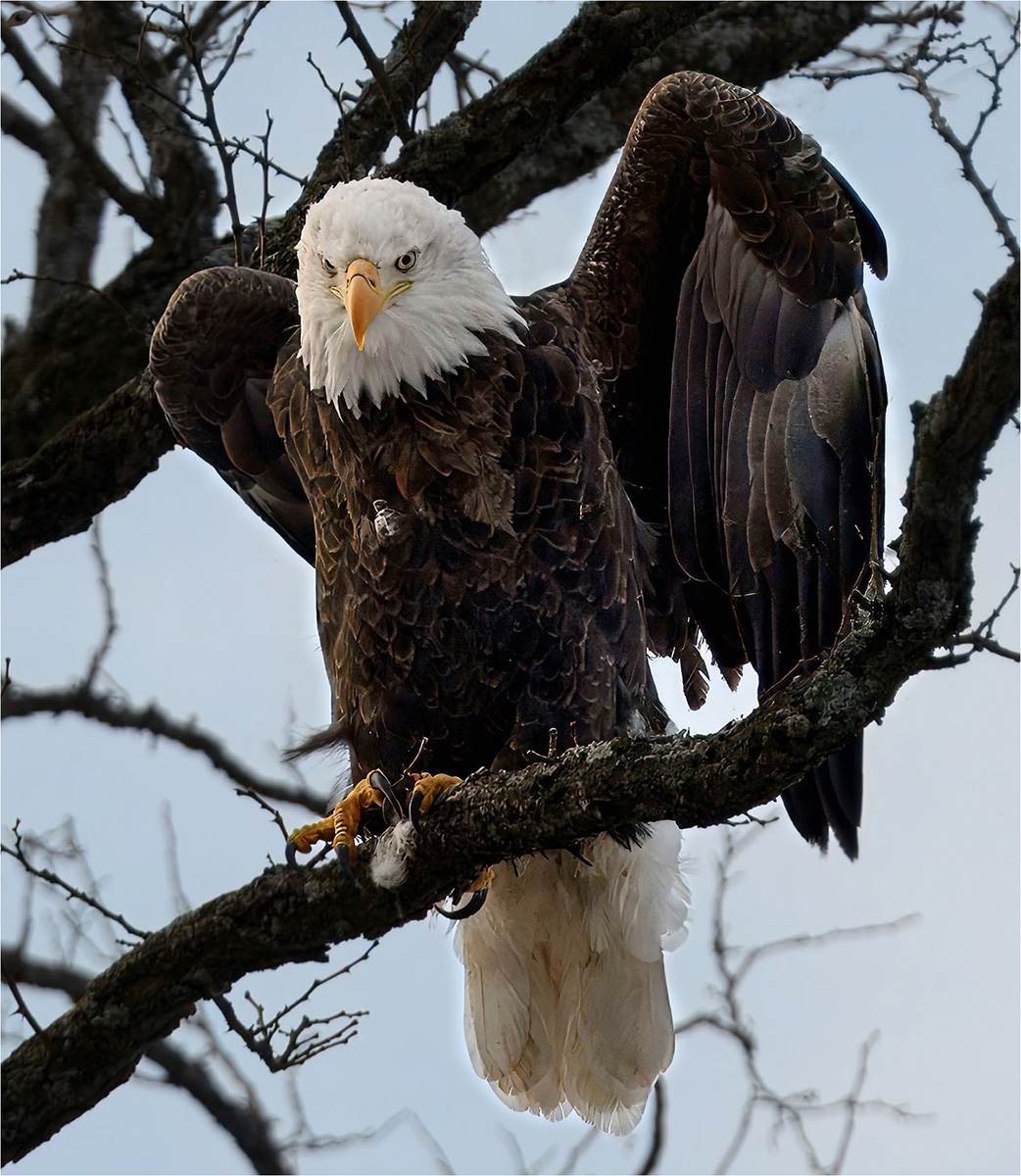 Rock John Eagle getting ready to Fly Nature   Ornithological   Class B 20260225